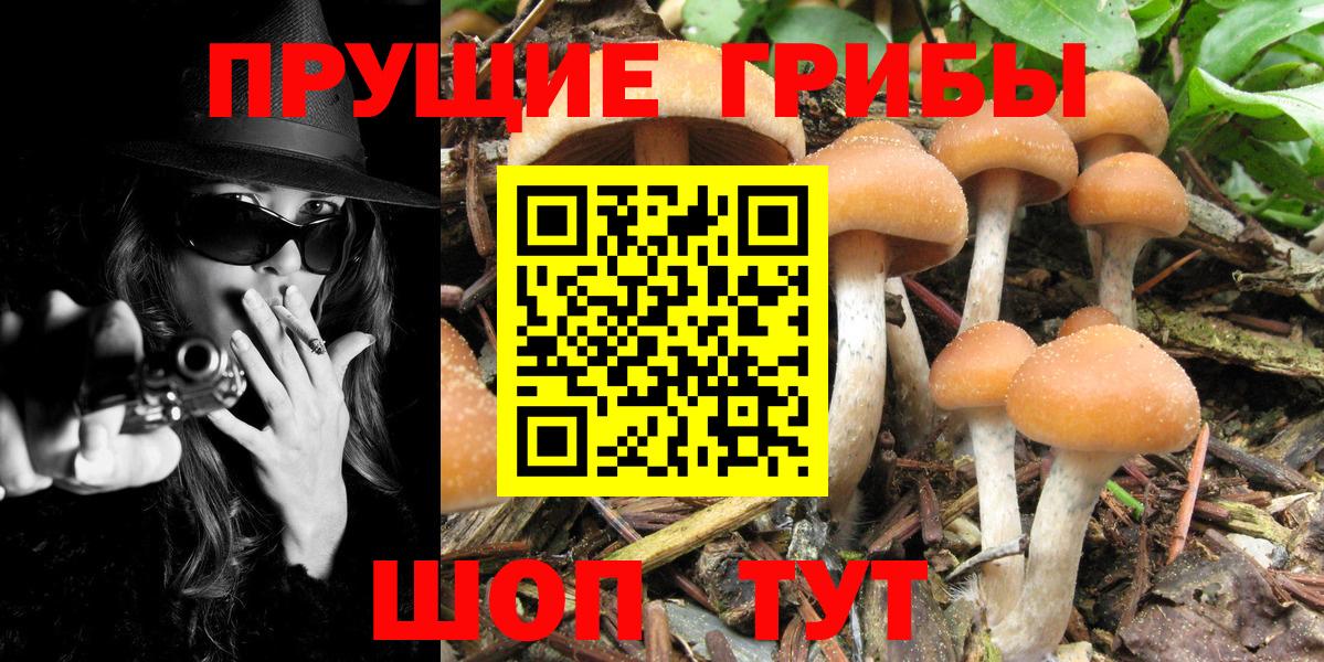 Псилоцибиновые грибы Psilocybine cubensis  что такое наркотик  Вход с VPN  Шебекино  Псилоцибиновые грибы прущие грибы 